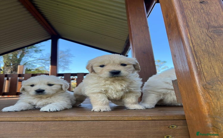 Golden Retriever dogs - Advert 3