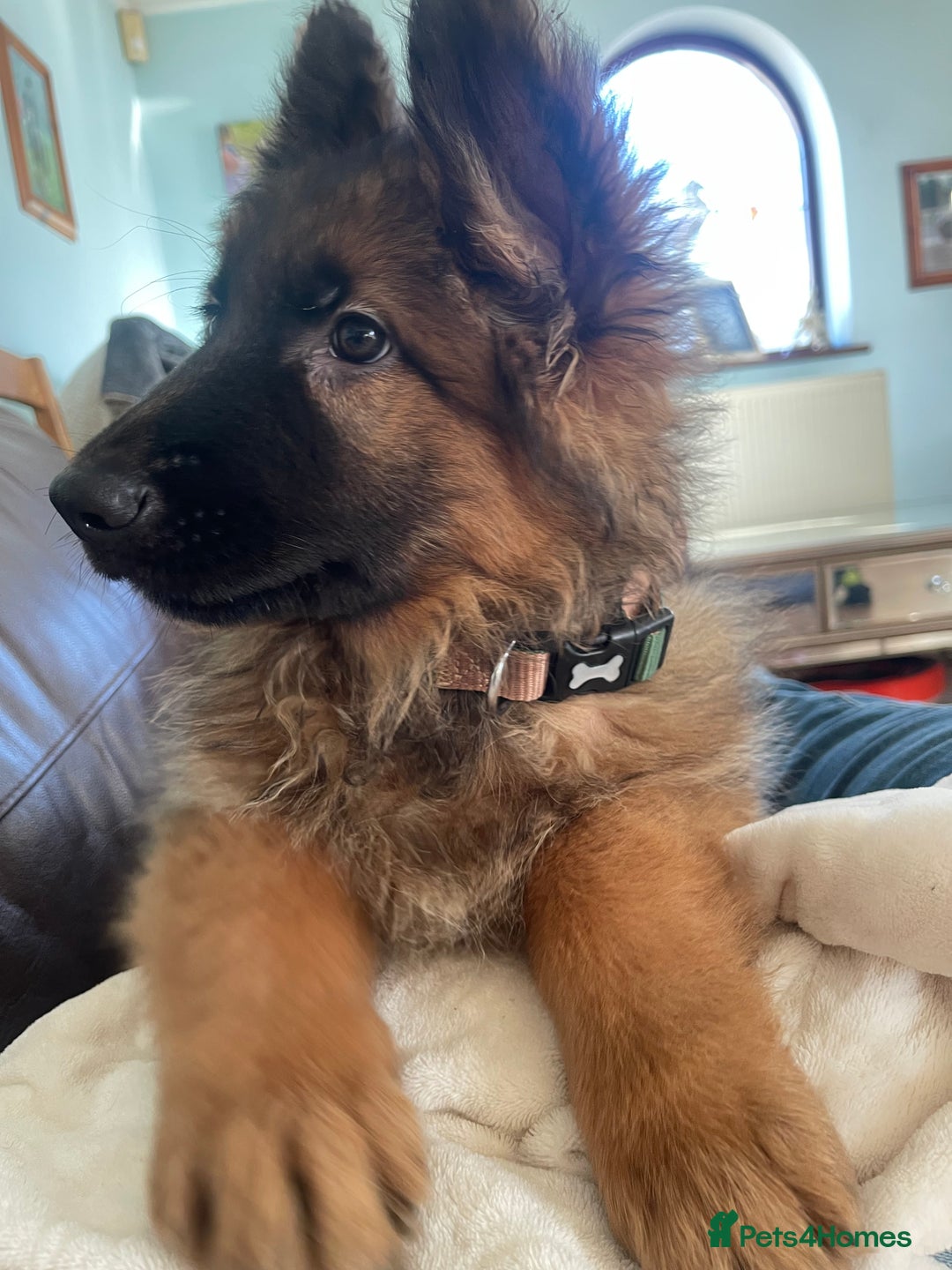 German Shepherd dogs for sale: German Shepherd MALE - Huge  - Advert 31