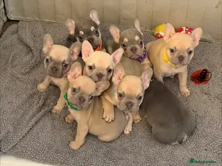 French Bulldog dogs French bulldog puppies for sale - Advert 14