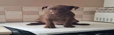 Taz