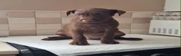 Patterdale Terrier dogs for sale: Strong, healthy, chunky Patterdale Puppies - Advert 9