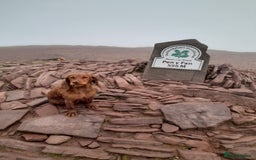 Cockapoo dogs for sale: Beautiful F1 red/golden cockapoo puppies - Image 15