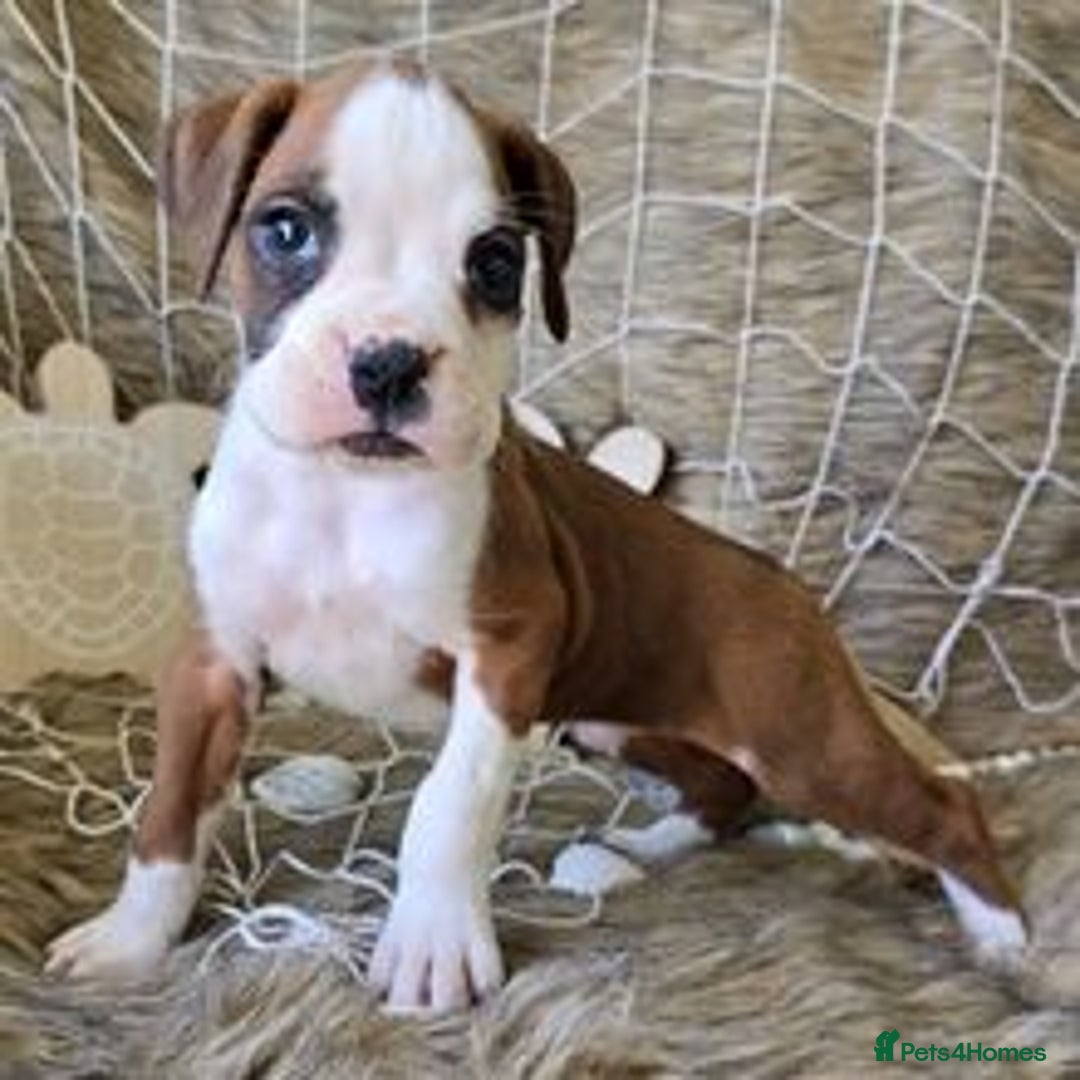 Boxer dogs for sale:  Male and female Boxer puppy for sale  - Image 3