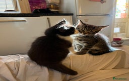 Mixed Breed cats for sale: Cuddly Kittens  - Image 12