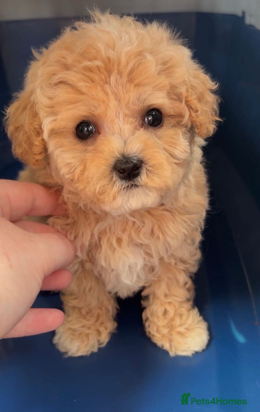 Maltipoo dogs for sale: ONLY 1 Exceptional korean maltipoo left - Image 7