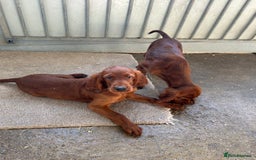 Irish Setter dogs for sale: Outstanding red Irish setters puppies - Image 7