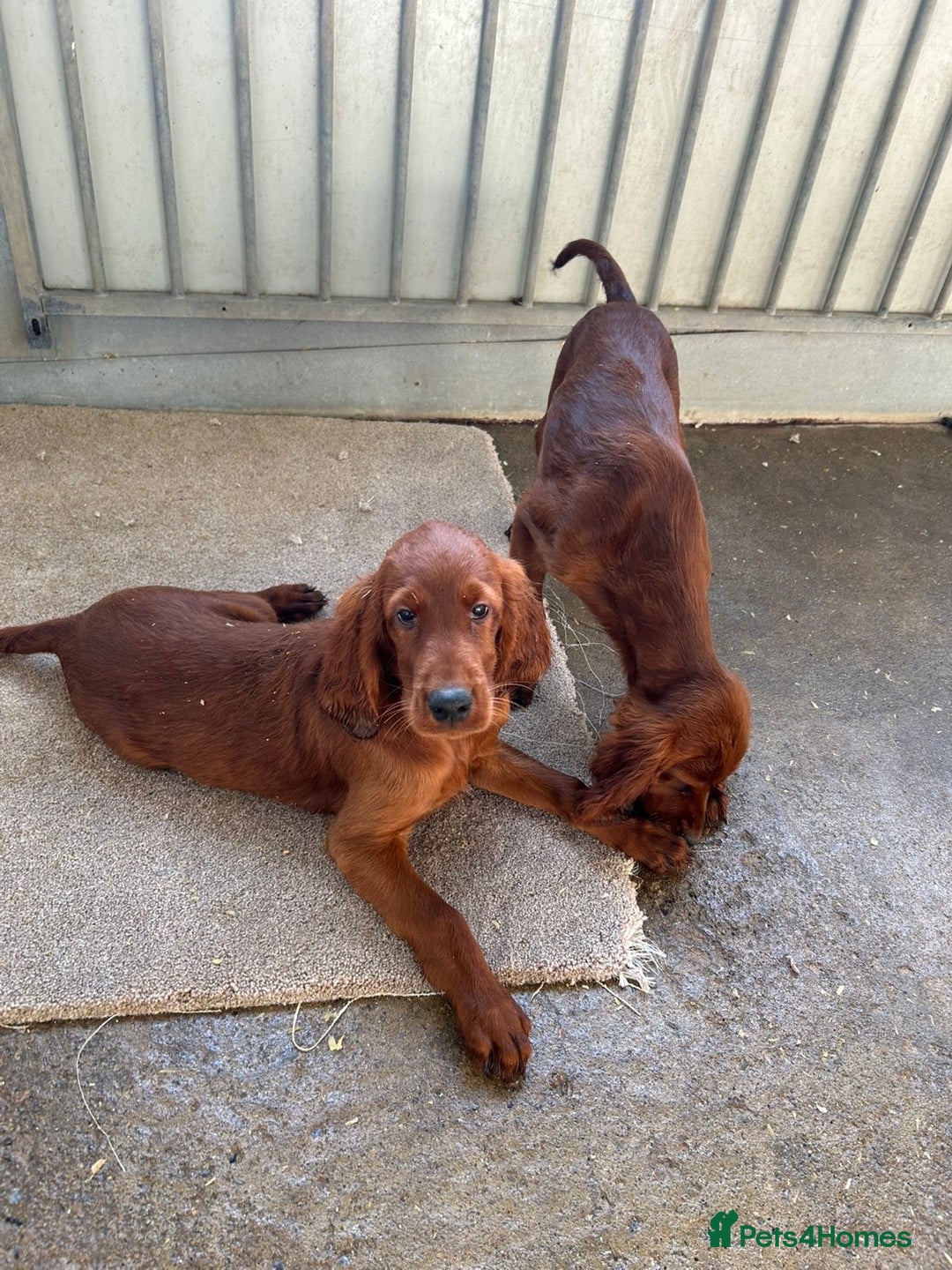 Irish Setter dogs for sale: Outstanding red Irish setters puppies - Image 7