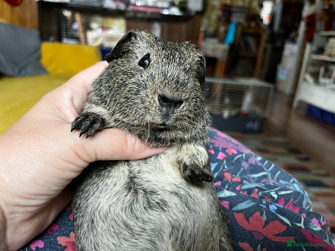 Guinea Pig rodents for sale: Young Male Guinea Pigs - Advert 6