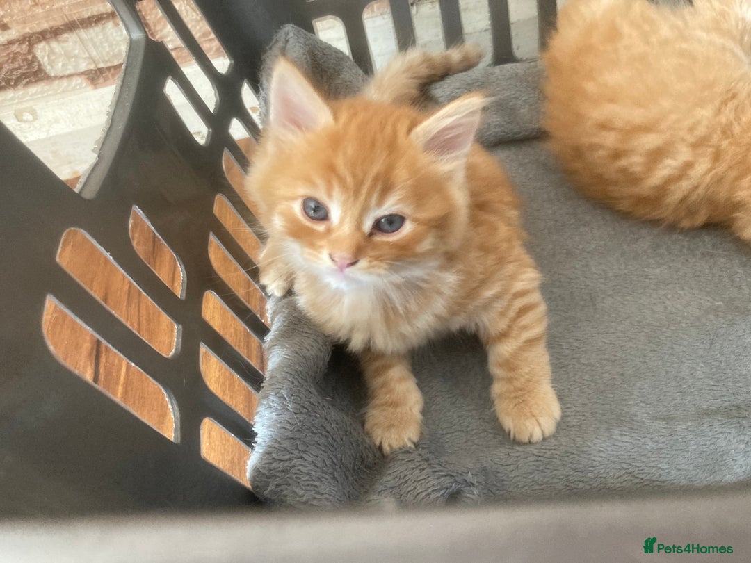 Mixed Breed cats for sale: Wonderful ginger Girl  - Image 10