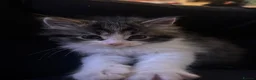 Mixed Breed cats for sale: Ready now! Fluffy little boy kitten  - Advert 4