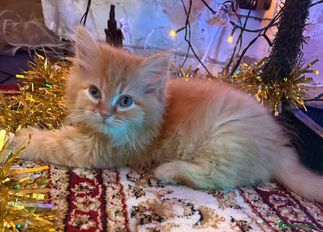 Mixed Breed cats for sale: Ragdoll X Persian kittens  - Advert 3