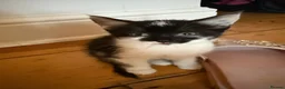 Mixed Breed cats for sale: Kittens looking for their forever home 🏠🐾 - Advert 7