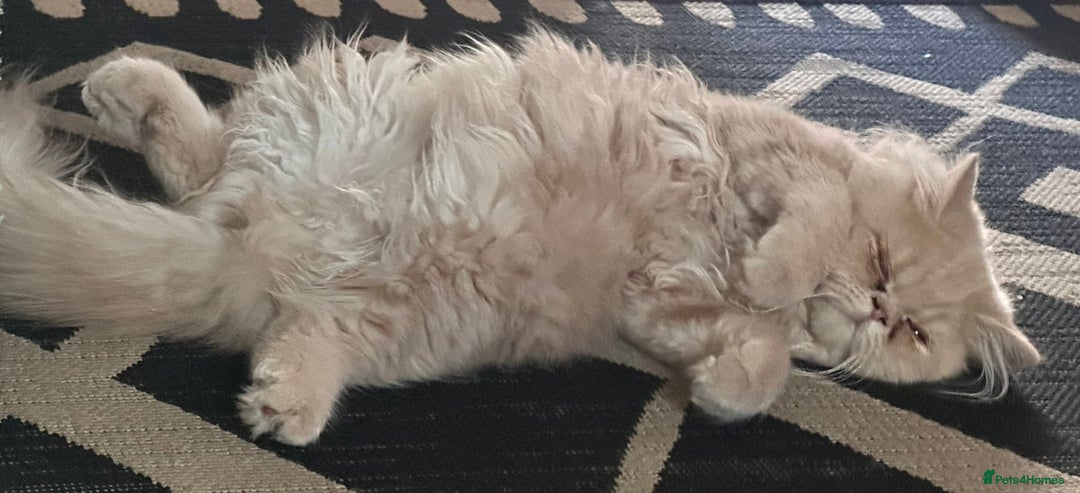 Persian cats for sale: Persian kittens - Image 3
