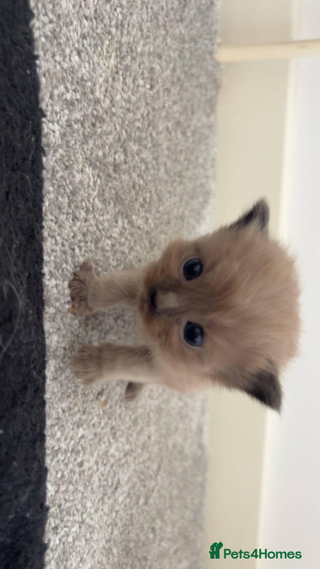 Maine Coon cats for sale: Main coon cross ragdoll  - Image 8