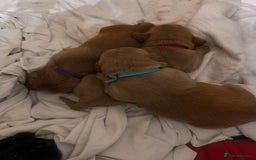 Cockerdor dogs for sale: YorkieCockerDor pups looking for forever homes  - Image 12