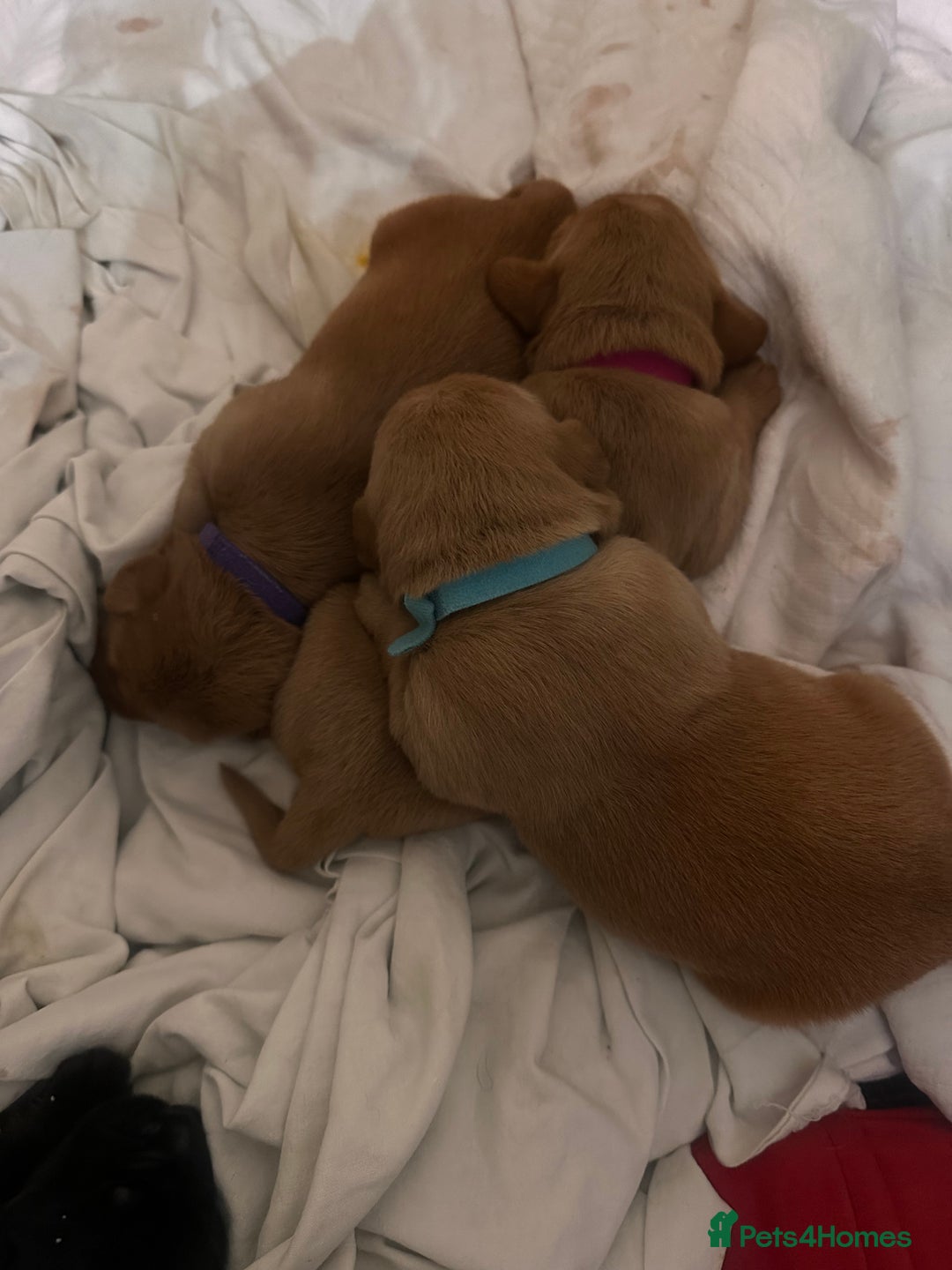 Cockerdor dogs for sale: YorkieCockerDor pups looking for forever homes  - Image 12
