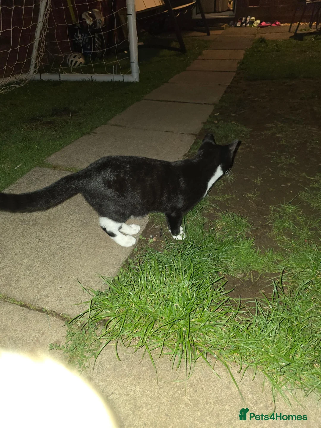 Domestic Shorthair cats for sale: Domestic in Wolverhampton - Advert 10