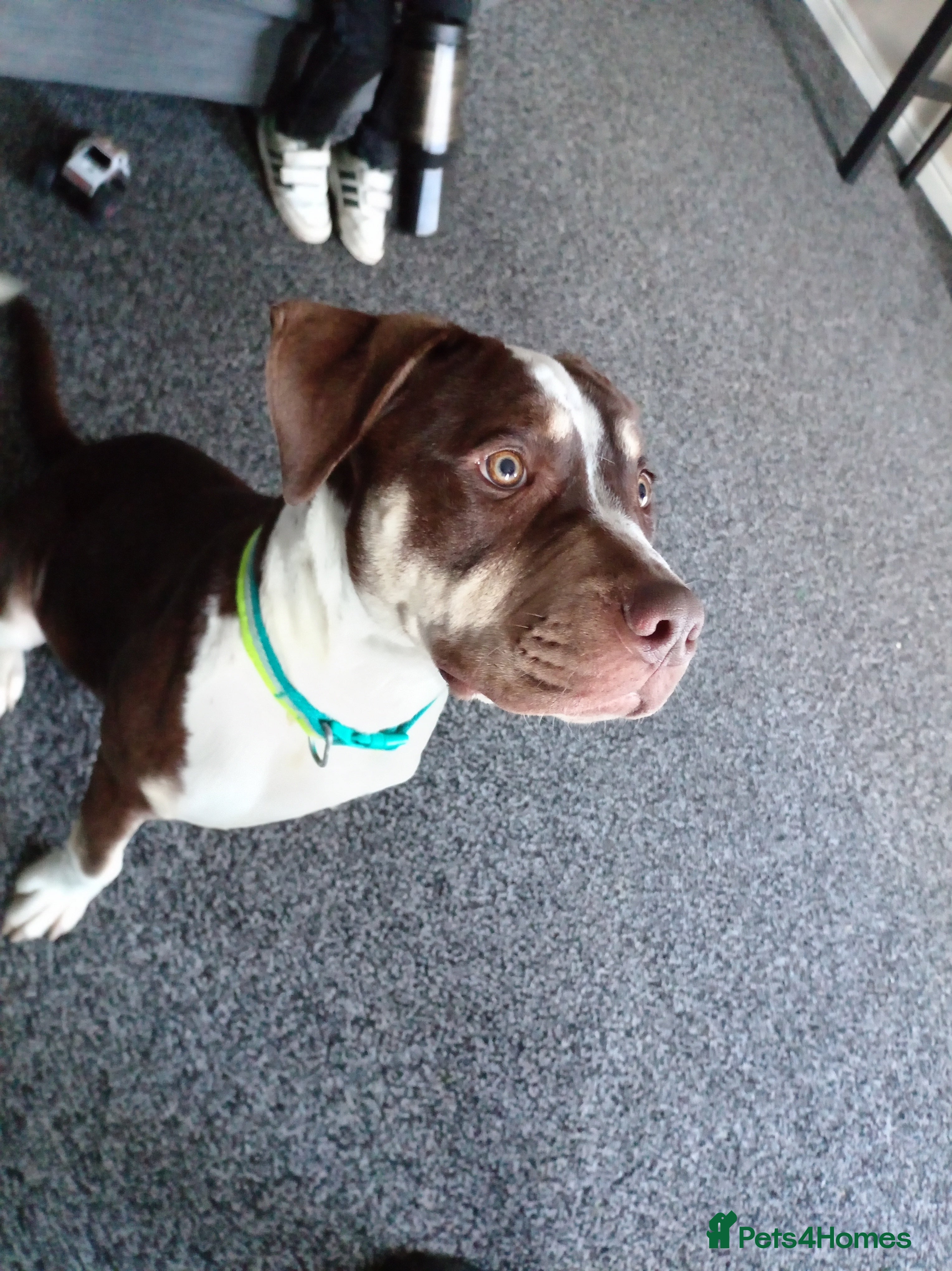 American Bully dogs 6month old american bully  - Advert 4