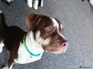 American Bully dogs 6month old american bully - Advert 4