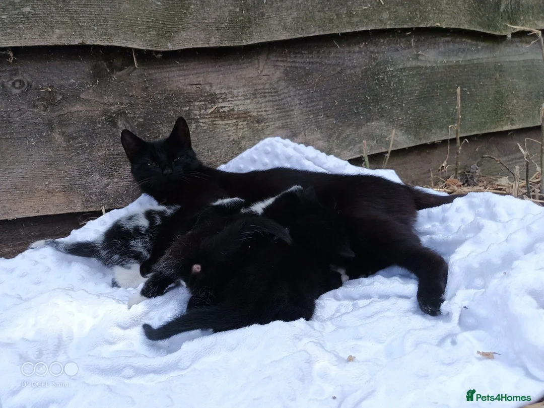 Mixed Breed cats for sale: Kittens for sale in Bishops Castle - Advert 6