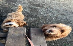 Cockapoo dogs for stud: Ralph red cockapoo miniature stud  - Advert 7