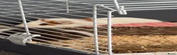 Guinea Pig rodents for sale: Guinea pigs  in Stockton-on-Tees - Advert 3