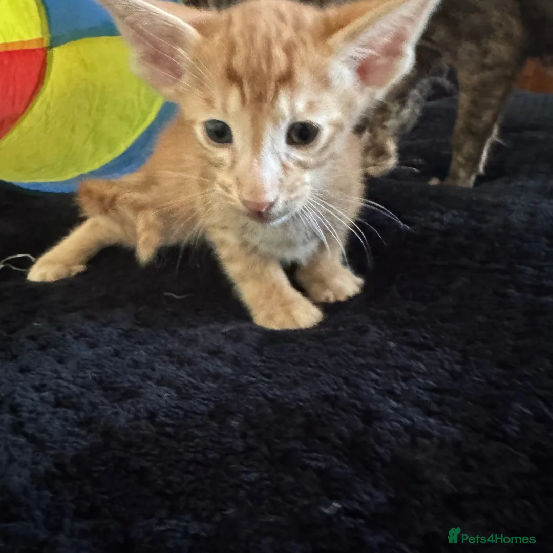 Oriental cats for sale: Beautiful kittens  - Advert 13