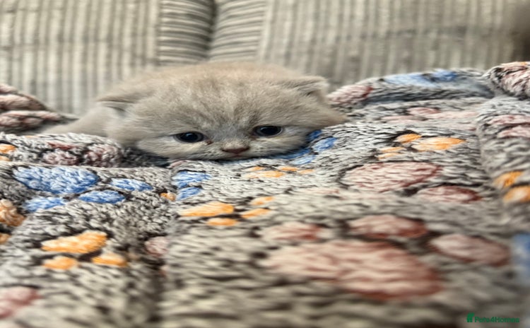 British Shorthair cats - Advert 4
