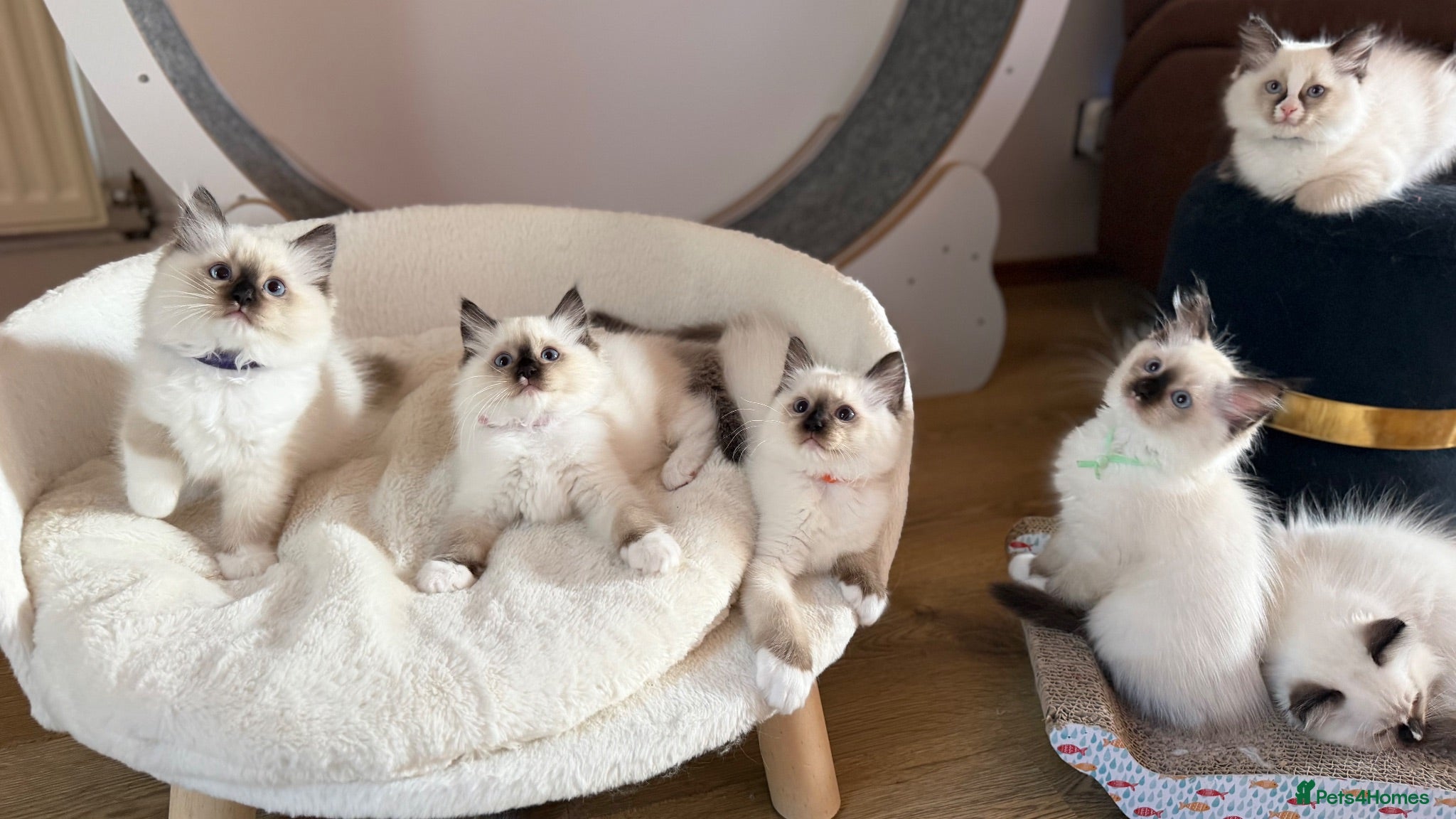Ragdoll cats GCCF Ragdoll Sealpoint Mitted kitten - Advert 2