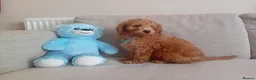 Goldendoodle dogs for sale: Adorable Goldendoodle Puppies - Advert 3