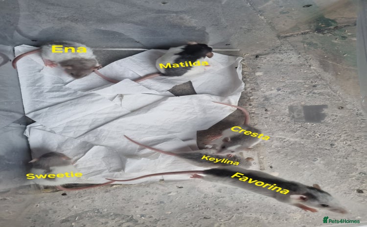 Rat rodents - Advert 1