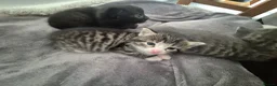 Mixed Breed cats for sale: Four Beautiful Kittens  - Advert 11