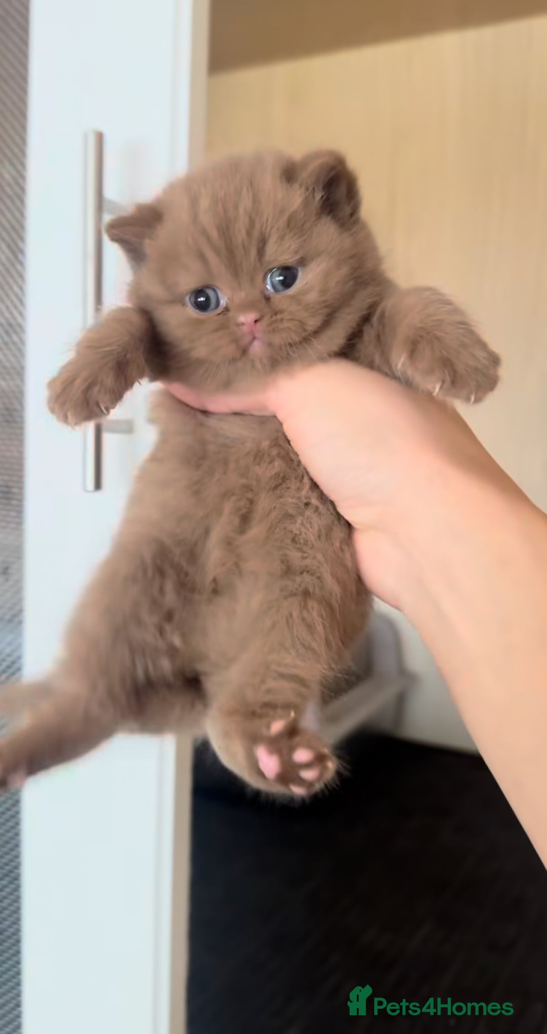 British Shorthair cats for sale: Beautiful cinnamon British shorthair kittens - Image 2