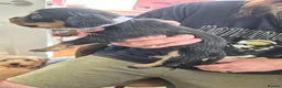 Mixed Breed dogs for sale: 1 Male and 3 Female Dorkies in Southampton - Advert 8