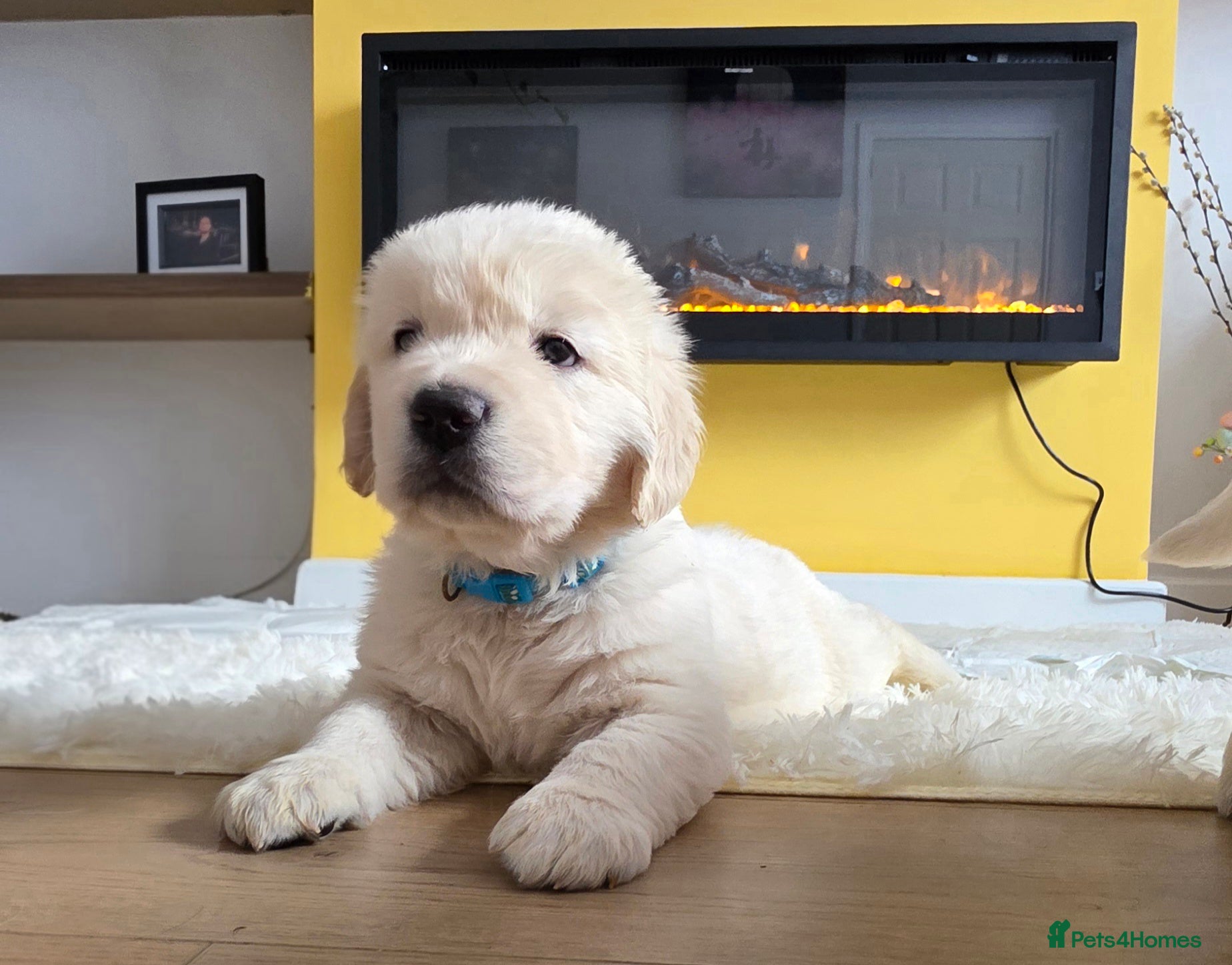 Golden Retriever dogs KC Golden Retriever Puppies – Only 3 Available - Advert 1