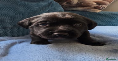 Mixed Breed dogs - Advert 6