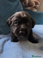 Mixed Breed dogs - Advert 3
