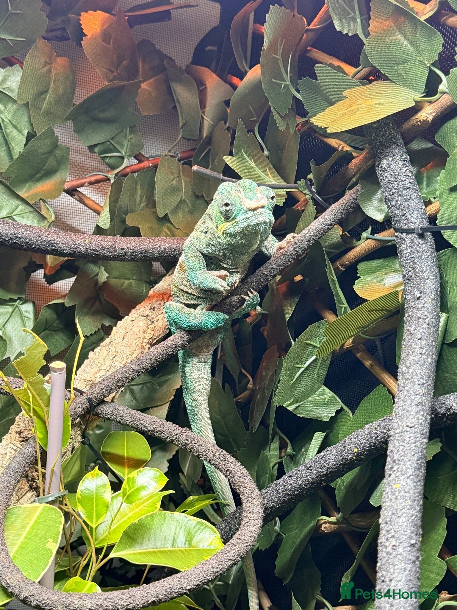 Chameleon reptiles Male nosy faly panther chameleon  - Advert 1