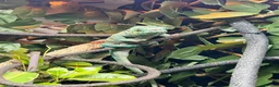 Chameleon reptiles for sale: Male nosy faly panther chameleon  - Advert 1