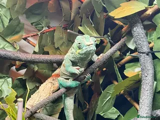Chameleon reptiles Male nosy faly panther chameleon - Advert 1