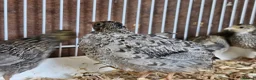 Quail poultry for sale: Chinese Painted Button Quail Groups  - Advert 14