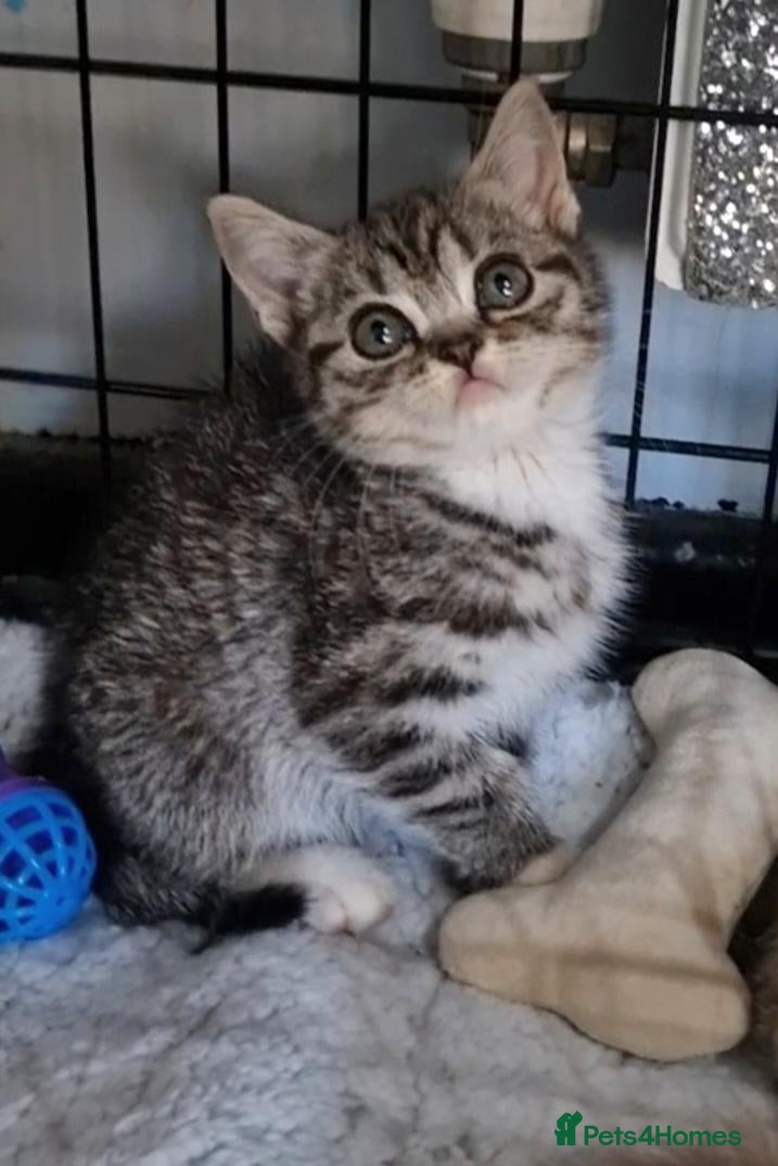 British Shorthair cats Ready Now! 3/4 BSH 1/4 Bengal Babies - Advert 10