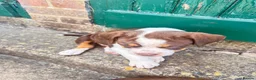 Olde English Bulldogge dogs for sale: Olde English fluffy Bulldogge puppies  - Advert 2