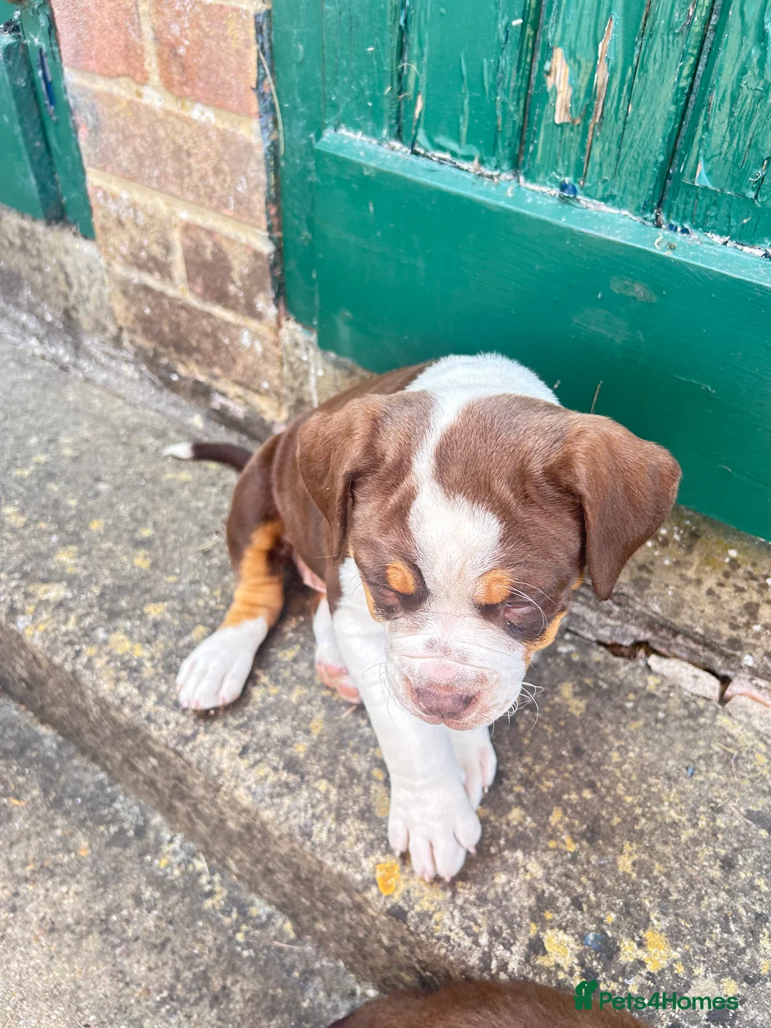 Olde English Bulldogge dogs for sale: Olde English fluffy Bulldogge puppies  - Advert 2