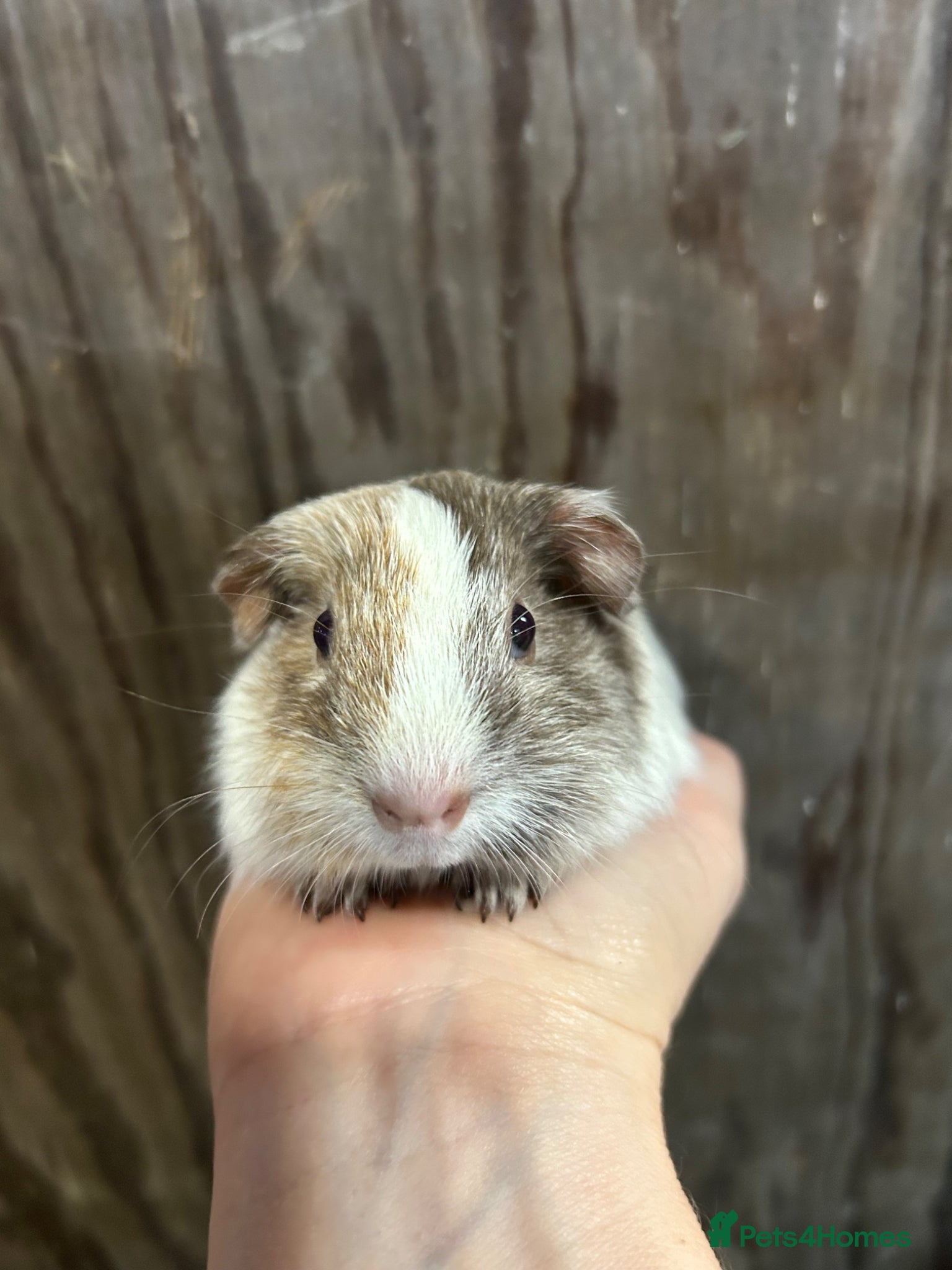 Guinea Pig rodents Baby boar guinea pigs - Advert 1
