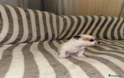 Chihuahua dogs for sale: Female Chihuahua Puppy💕 - Advert 6