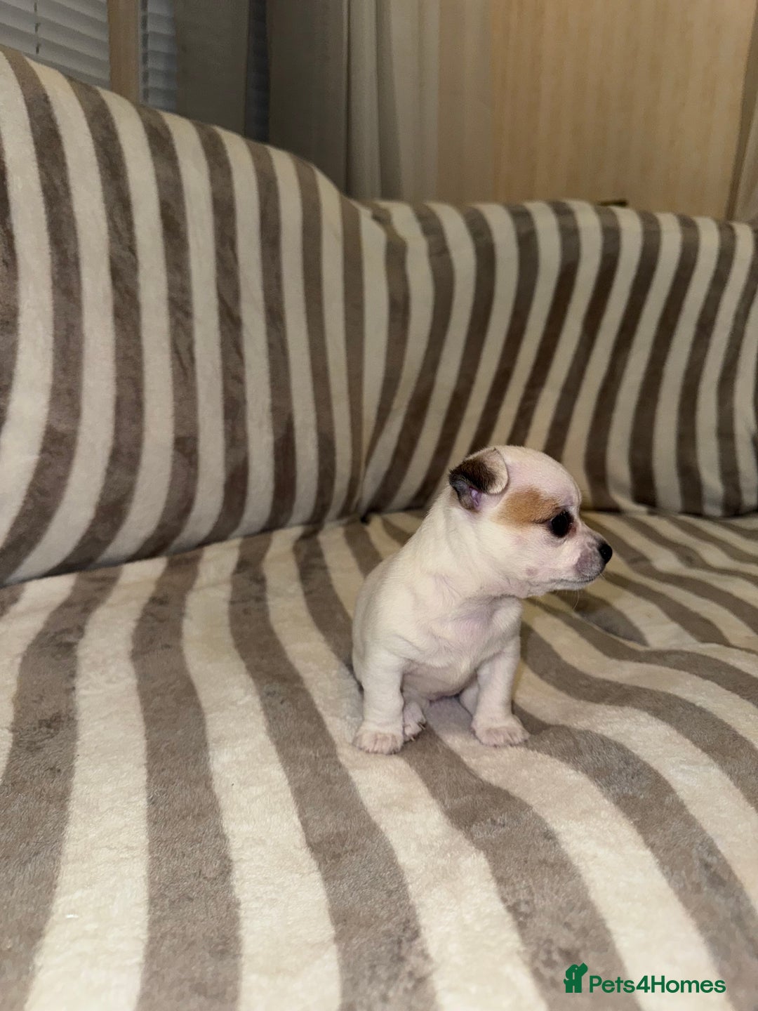 Chihuahua dogs for sale: Female Chihuahua Puppy💕 - Advert 6