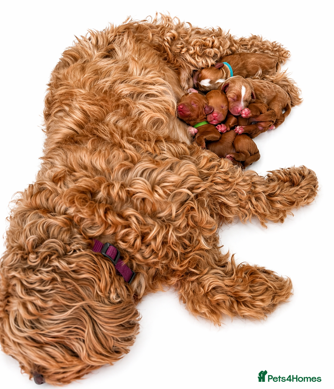 Australian Labradoodle dogs Stunning Red Aussie Doodle Multigen Puppies - Advert 1