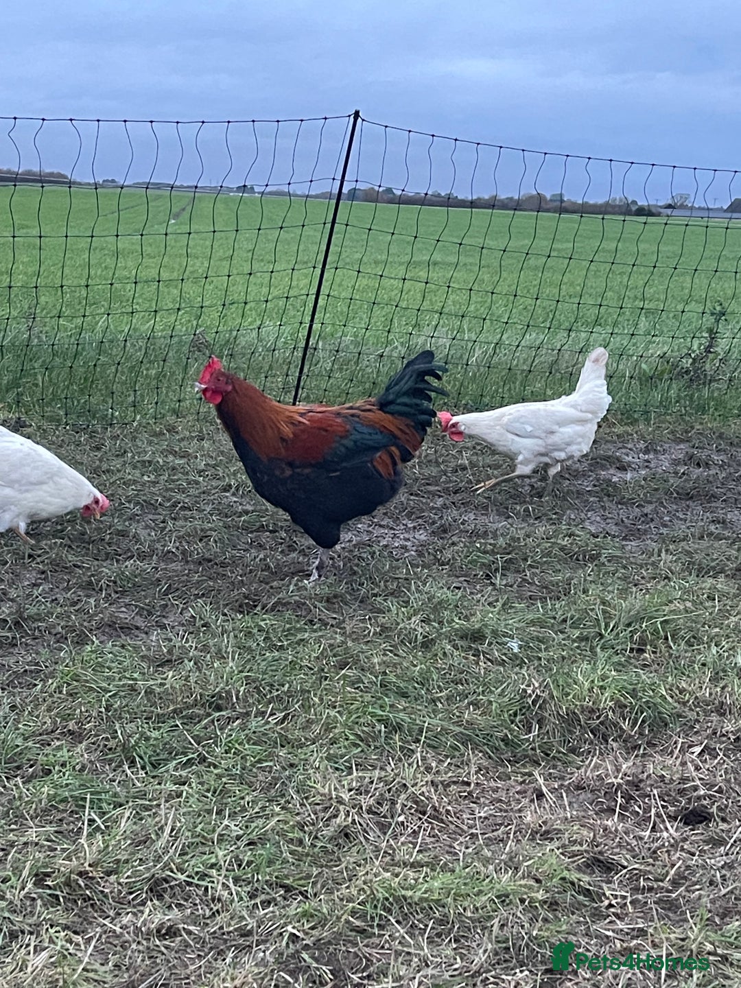 Chickens poultry for sale: Mixture of hens and cockerels - Advert 2