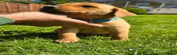 Labrador Retriever dogs for sale: KC Reg Working Fox Red Labrador  - Advert 18